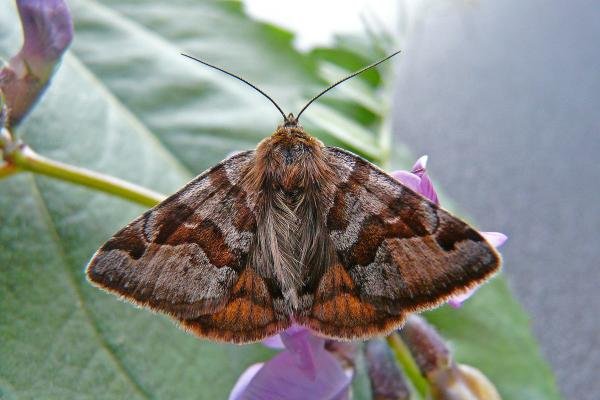 Burnet Companion (Euclidia glyphica), adult. Taken outside Durham, 28-05-2012. Copyright Keith Dover. Burnet Companion (Euclidia glyphica), adult. Taken outside Durham, 28-05-2012. Copyright Keith Dover.