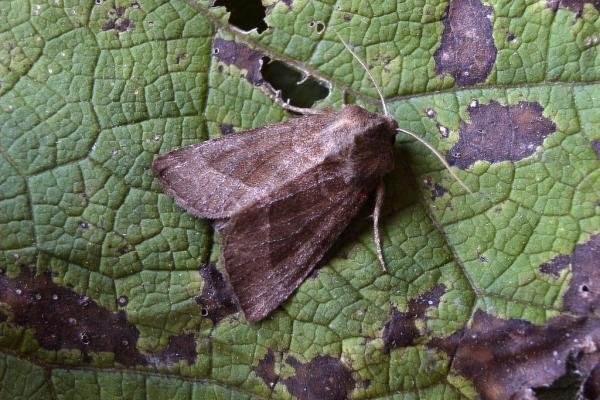 Butterbur (Hydraecia petasitis), adult. Chester-le-Street, 29-08-2004. Copyright Keith Dover. Butterbur (Hydraecia petasitis), adult. Chester-le-Street, 29-08-2004. Copyright Keith Dover.