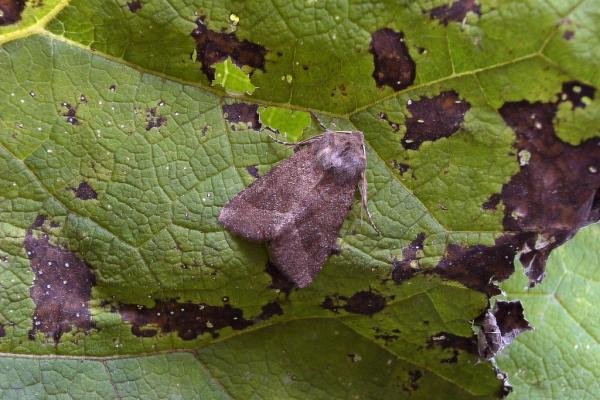 Butterbur (Hydraecia petasitis), adult. Chester-le-Street, 29-08-2004. Copyright Keith Dover. Butterbur (Hydraecia petasitis), adult. Chester-le-Street, 29-08-2004. Copyright Keith Dover.