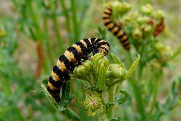 Cinnabar (Tyria jacobaeae), larval. Taken outside Durham, 17-07-2008. Copyright Keith Dover.