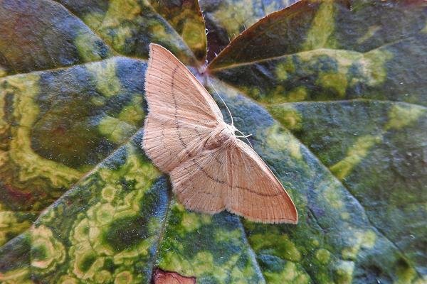 Clay Triple-lines (Cyclophora linearia), adult. Chester-le-Street, 02-07-2019. Copyright Keith Dover.