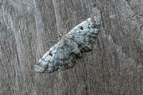 Cloaked Pug (Eupithecia abietaria), adult. Taken outside Durham, 04-07-2013. Copyright Keith Dover. Cloaked Pug (Eupithecia abietaria), adult. Taken outside Durham, 04-07-2013. Copyright Keith Dover.