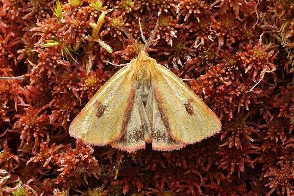 Clouded Buff (Diacrisia sannio), adult. 11-06-2021. Copyright Keith Dover. Clouded Buff (Diacrisia sannio), adult. 11-06-2021. Copyright Keith Dover.