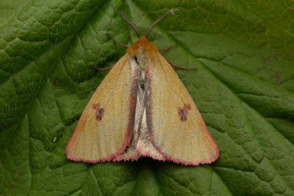 Clouded Buff (Diacrisia sannio), adult. 20-06-2015. Copyright Keith Dover.