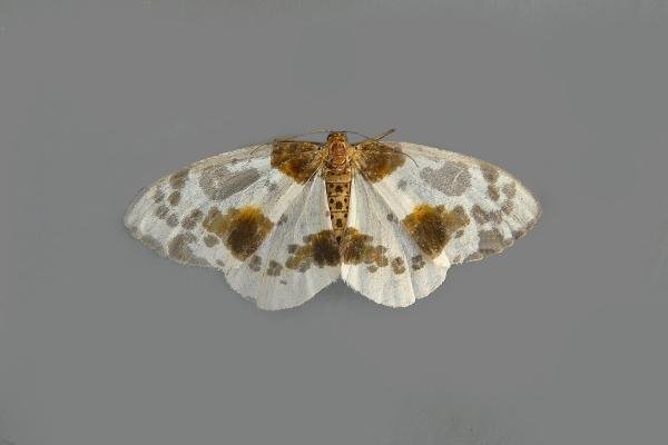 Clouded Magpie (Abraxas sylvata), adult. Taken outside Durham, 14-08-2012. Copyright Keith Dover. Clouded Magpie (Abraxas sylvata), adult. Taken outside Durham, 14-08-2012. Copyright Keith Dover.
