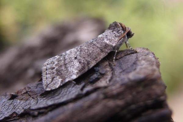 Common Lutestring (Ochropacha duplaris), adult. Taken outside Durham, 10-08-2007. Copyright Keith Dover.