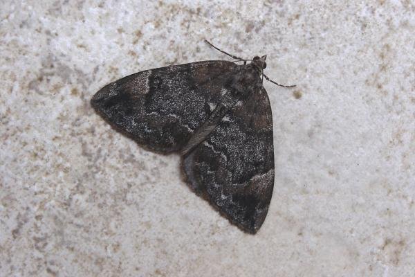Common Marbled Carpet (Dysstroma truncata), adult. Chester-le-Street, 13-06-2007. Copyright Keith Dover.