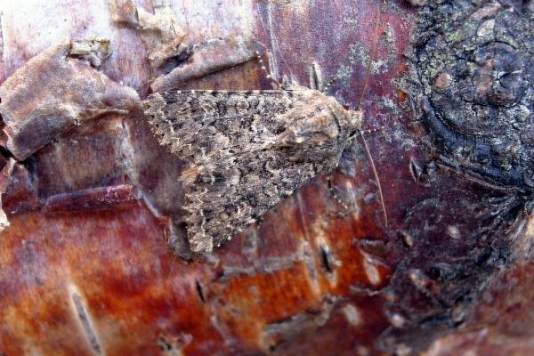 Confused (Apamea furva), adult. Chester-le-Street, 06-09-2005. Copyright Keith Dover. Confused (Apamea furva), adult. Chester-le-Street, 06-09-2005. Copyright Keith Dover.
