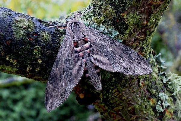 Convolvulus Hawk-moth (Agrius convolvuli), adult. Taken outside Durham, 12-10-2005. Copyright Keith Dover.