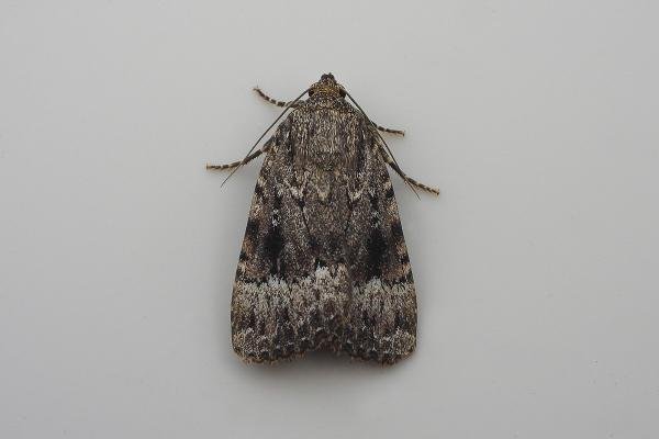 Copper Underwing (Amphipyra pyramidea), adult. Chester-le-Street, 20-08-2021. Copyright Keith Dover. Copper Underwing (Amphipyra pyramidea), adult. Chester-le-Street, 20-08-2021. Copyright Keith Dover.