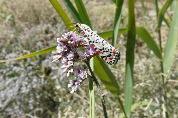 Crimson Speckled (Utetheisa pulchella), adult. 16-05-2010. Copyright Keith Dover. Crimson Speckled (Utetheisa pulchella), adult. 16-05-2010. Copyright Keith Dover.