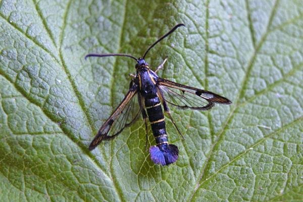 Currant Clearwing (Synanthedon tipuliformis), adult. Taken outside Durham. Copyright Keith Dover. Currant Clearwing (Synanthedon tipuliformis), adult. Taken outside Durham. Copyright Keith Dover.