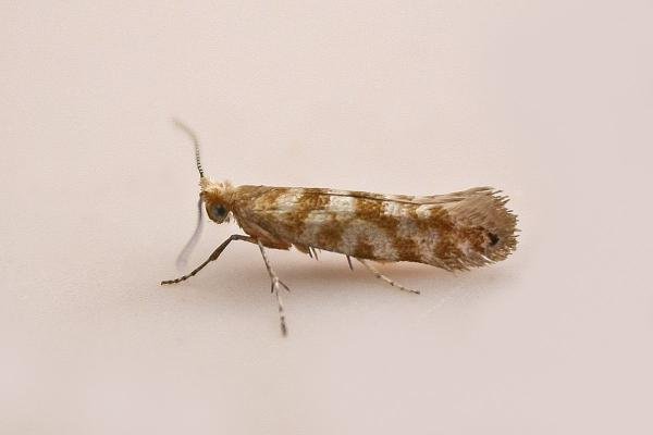 Cypress Tip Moth (Argyresthia cupressella), adult. Chester-le-Street, 16-06-2025. Copyright Keith Dover.