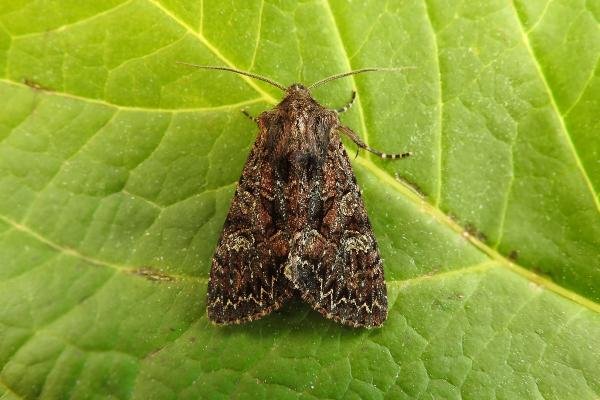 Dark Brocade (Mniotype adusta), adult. Hedley Hill, 26-05-2017. Copyright Keith Dover. Dark Brocade (Mniotype adusta), adult. Hedley Hill, 26-05-2017. Copyright Keith Dover.