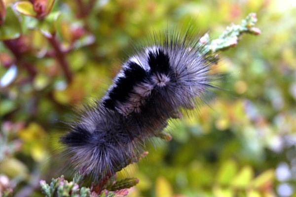 Dark Tussock (Dicallomera fascelina), larval. Waskerley, 26-04-2005. Copyright Keith Dover.
