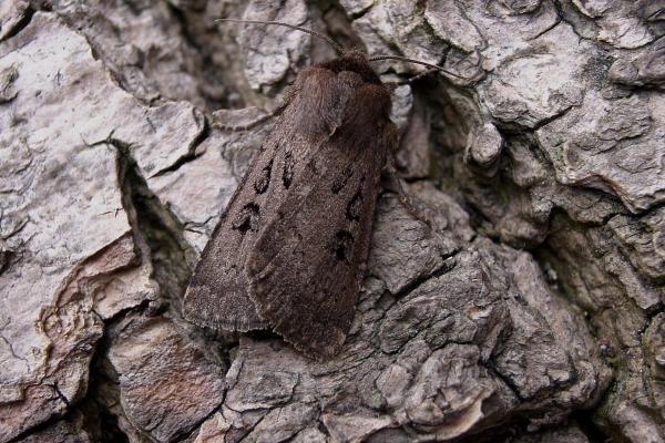 Double Dart (Graphiphora augur), adult. Chester-le-Street, 24-06-2006. Copyright Keith Dover. Double Dart (Graphiphora augur), adult. Chester-le-Street, 24-06-2006. Copyright Keith Dover.