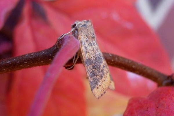 Dusky-lemon Sallow (Cirrhia gilvago), adult. Chester-le-Street, 17-10-2007. Copyright Keith Dover.
