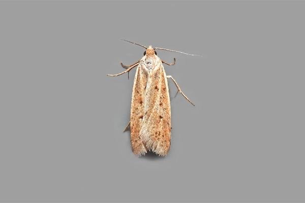 Eana osseana, adult. Chester-le-Street. Copyright Keith Dover. Eana osseana, adult. Chester-le-Street. Copyright Keith Dover.