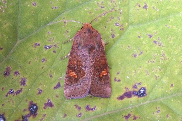 Ear Moth agg. (Amphipoea oculea agg.), adult. 09-09-2006. Copyright Keith Dover.