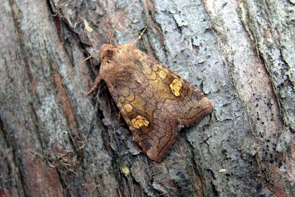 Ear Moth agg. (Amphipoea oculea agg.), adult. 17-08-2006. Copyright Keith Dover.