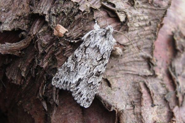 Early Grey (Xylocampa areola), adult. Chester-le-Street, 10-03-2007. Copyright Keith Dover. Early Grey (Xylocampa areola), adult. Chester-le-Street, 10-03-2007. Copyright Keith Dover.