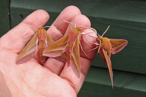 Elephant Hawk-moth (Deilephila elpenor), adult. Chester-le-Street, 02-06-2017. Copyright Keith Dover.