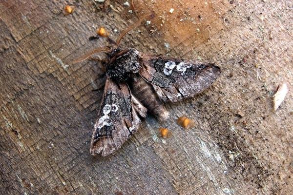 Figure of Eight (Diloba caeruleocephala), adult. Chester-le-Street, 14-10-2006. Copyright Keith Dover. Figure of Eight (Diloba caeruleocephala), adult. Chester-le-Street, 14-10-2006. Copyright Keith Dover.