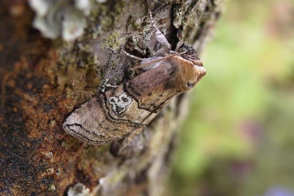 Figure of Eighty (Tethea ocularis), adult. Chester-le-Street, 07-06-2007. Copyright Keith Dover.