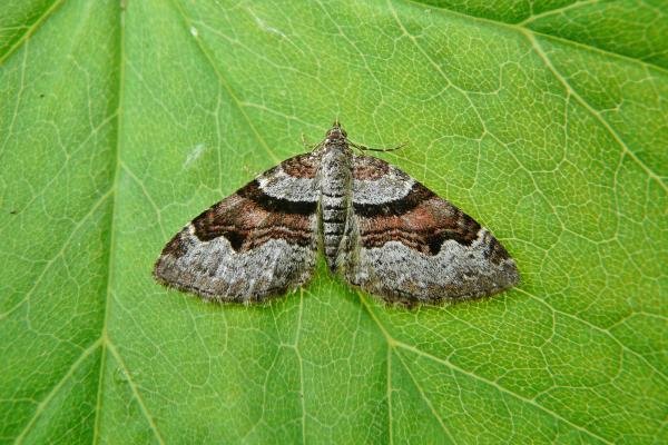 Flame Carpet (Xanthorhoe designata), adult. Taken outside Durham, 21-05-2009. Copyright Keith Dover. Flame Carpet (Xanthorhoe designata), adult. Taken outside Durham, 21-05-2009. Copyright Keith Dover.
