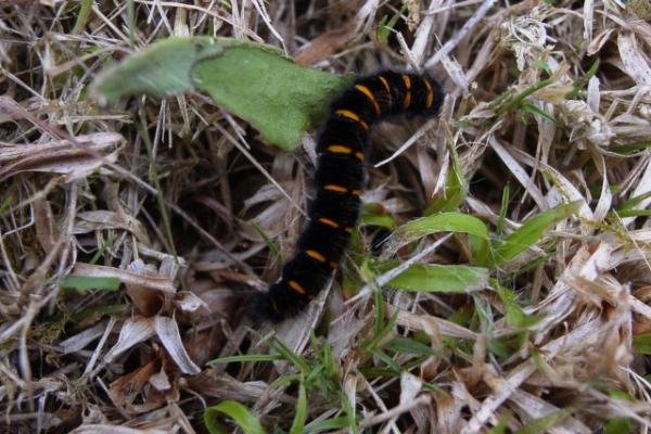 Fox Moth (Macrothylacia rubi), larval. Taken outside Durham, 26-07-2004. Copyright Keith Dover.