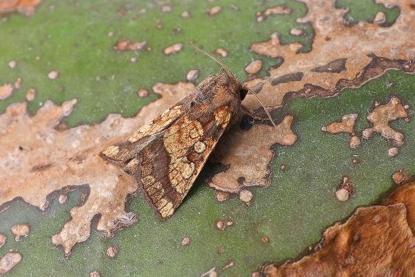 Frosted Orange (Gortyna flavago), adult. Chester-le-Street, 02-09-2019. Copyright Keith Dover.