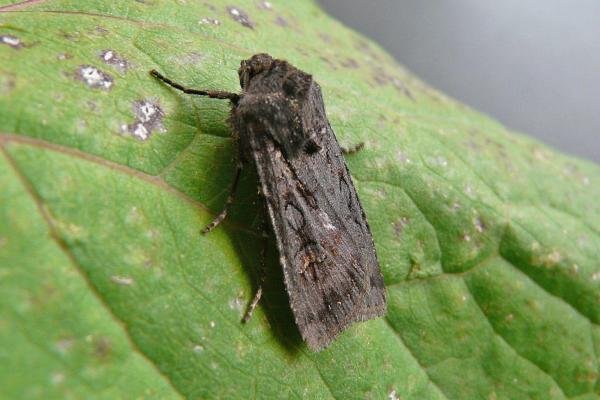 Garden Dart (Euxoa nigricans), adult. Taken outside Durham, 05-08-2009. Copyright Keith Dover.