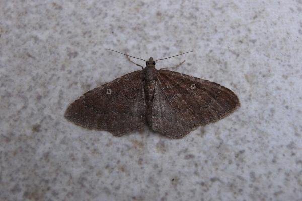 Gem (Nycterosea obstipata), adult. Taken outside Durham, 30-10-2007. Copyright Keith Dover. Gem (Nycterosea obstipata), adult. Taken outside Durham, 30-10-2007. Copyright Keith Dover.