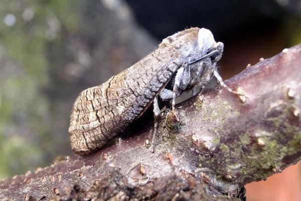 Goat Moth (Cossus cossus), adult. Taken outside Durham, 22-04-2005. Copyright Keith Dover.