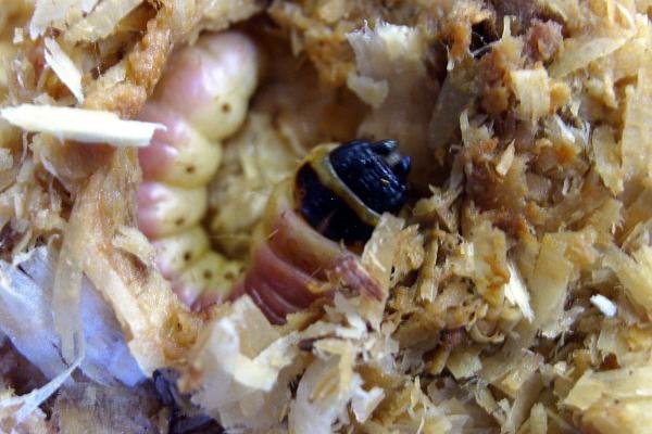 Goat Moth (Cossus cossus), larval. Taken outside Durham, 22-04-2005. Copyright Keith Dover.
