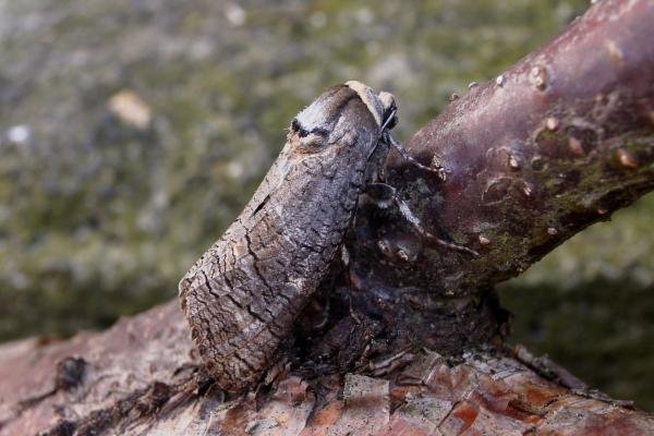 Goat Moth (Cossus cossus), adult. Taken outside Durham, 22-04-2005. Copyright Keith Dover.