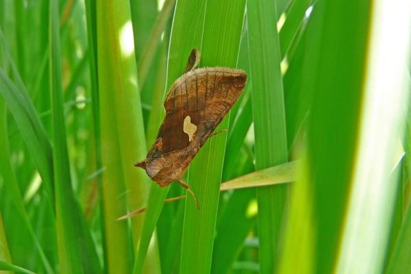 Gold Spangle (Autographa bractea), adult. Chester-le-Street, 18-07-2013. Copyright Keith Dover. Gold Spangle (Autographa bractea), adult. Chester-le-Street, 18-07-2013. Copyright Keith Dover.