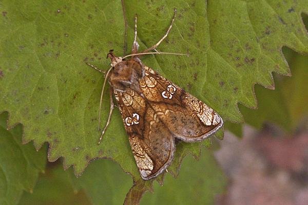 Golden Plusia (Polychrysia moneta), adult. Chester-le-Street, 13-07-2007. Copyright Keith Dover. Golden Plusia (Polychrysia moneta), adult. Chester-le-Street, 13-07-2007. Copyright Keith Dover.