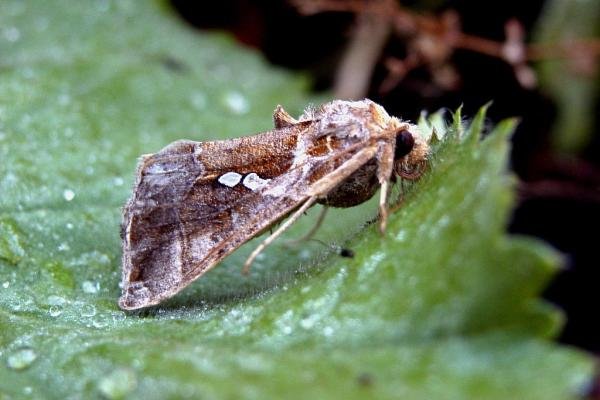 Golden Twin-spot (Chrysodeixis chalcites), adult. Taken outside Durham, 04-11-2004. Copyright Keith Dover.
