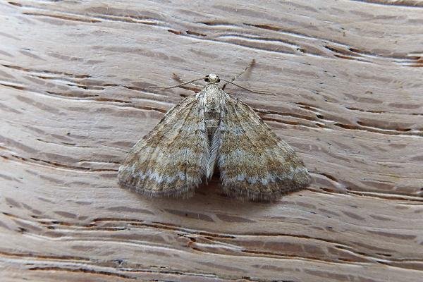 Grass Rivulet (Perizoma albulata), adult. Chester-le-Street, 18-05-2017. Copyright Keith Dover.