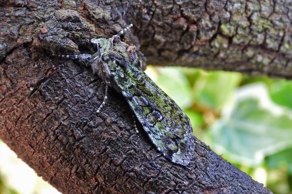 Green Arches (Anaplectoides prasina), adult. Chester-le-Street, 30-06-2019. Copyright Keith Dover.