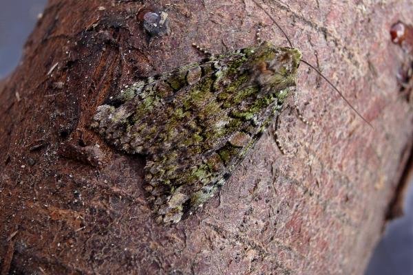 Green Arches (Anaplectoides prasina), adult. Chester-le-Street, 05-07-2006. Copyright Keith Dover. Green Arches (Anaplectoides prasina), adult. Chester-le-Street, 05-07-2006. Copyright Keith Dover.