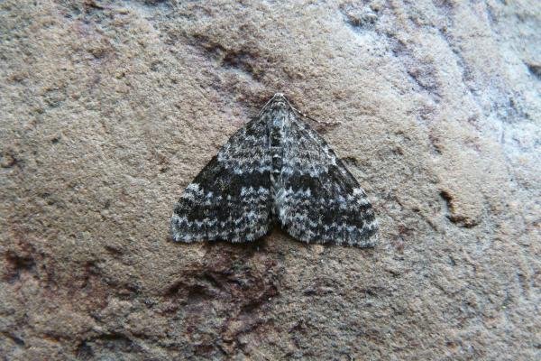 Grey Mountain Carpet (Entephria caesiata), adult. Cow Green, 22-07-2011. Copyright Keith Dover. Grey Mountain Carpet (Entephria caesiata), adult. Cow Green, 22-07-2011. Copyright Keith Dover.