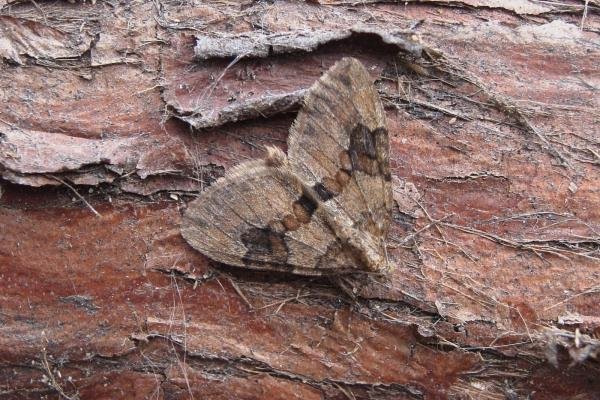 Grey Pine Carpet (Thera obeliscata), adult. Chester-le-Street, 05-05-2007. Copyright Keith Dover.