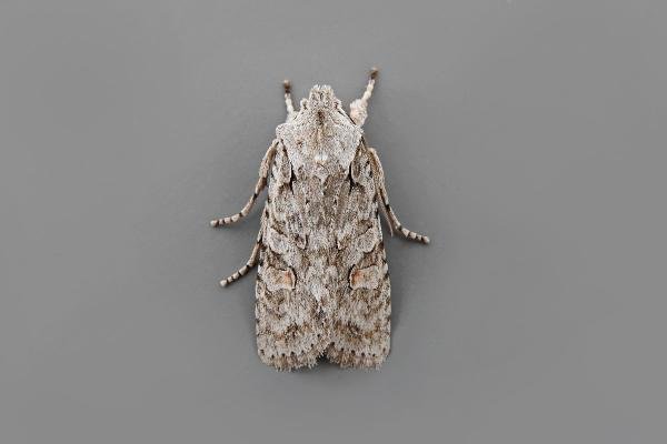 Grey Shoulder-knot (Lithophane ornitopus), adult. Trimdon Grange, 31-10-2017. Copyright Keith Dover. Grey Shoulder-knot (Lithophane ornitopus), adult. Trimdon Grange, 31-10-2017. Copyright Keith Dover.