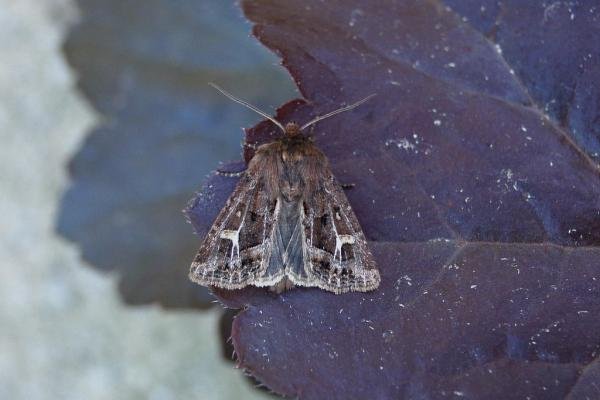 Haworth's Minor (Celaena haworthii), adult. Taken outside Durham, 07-09-2007. Copyright Keith Dover. Haworth's Minor (Celaena haworthii), adult. Taken outside Durham, 07-09-2007. Copyright Keith Dover.