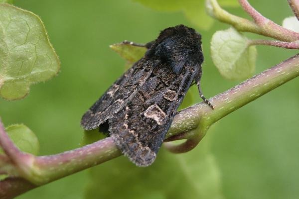 Hedge Rustic (Tholera cespitis), adult. Taken outside Durham, 17-08-2006. Copyright Keith Dover.