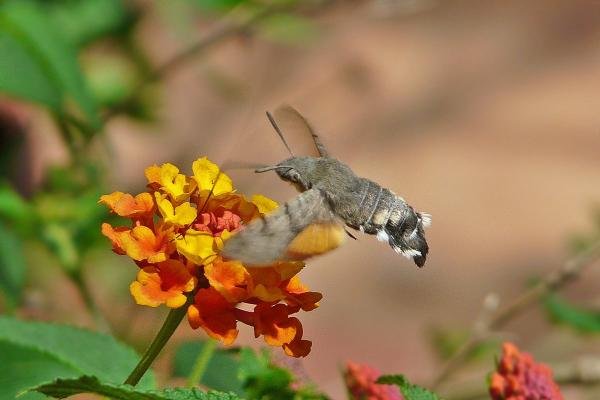 Humming-bird Hawk-moth (Macroglossum stellatarum), adult. Taken outside Durham, 14-06-2015. Copyright Keith Dover.