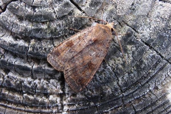 Ingrailed Clay (Diarsia mendica), adult. Taken outside Durham, 16-08-2006. Copyright Keith Dover.