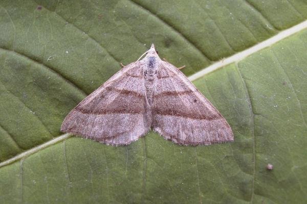 July Belle (Scotopteryx luridata), adult. Beacon Hill, 07-07-2006. Copyright Keith Dover. July Belle (Scotopteryx luridata), adult. Beacon Hill, 07-07-2006. Copyright Keith Dover.
